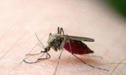 爆料大蚊子的视频播放大全,惊悚瞬间尽收眼底