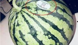 如何获取网红吃瓜,如何轻松获取热门资讯