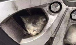 小刚救助流浪猫爆料视频,温馨瞬间感动网友