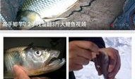 钓鱼爆料视频下载大全,揭秘钓鱼技巧与实战解析