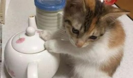 娱乐吃瓜酱小奶猫,揭秘娱乐圈那些不为人知的幕后故事