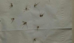 爆料大蚊子的视频播放大全,惊悚瞬间尽收眼底