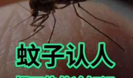 爆料大蚊子的视频播放大全,惊悚瞬间尽收眼底