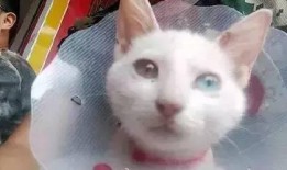 小刚救助流浪猫爆料视频,温馨瞬间感动网友