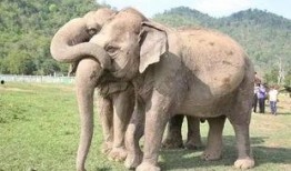 河南大象新闻一线爆料最新消息,最新爆料揭示惊人真相！