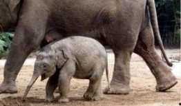 河南大象新闻一线爆料最新消息,最新爆料揭示惊人真相！