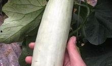 在景区吃瓜的网红是谁啊,瓜田李下谁主沉浮？